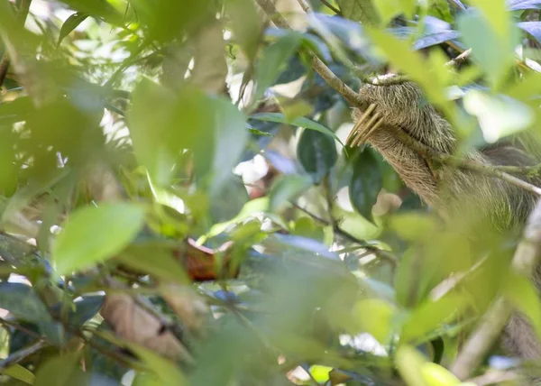 Açık Havada Benekli Kahverengi Gerdanlı Tembellik Bradypus Variegatus — Stok fotoğraf