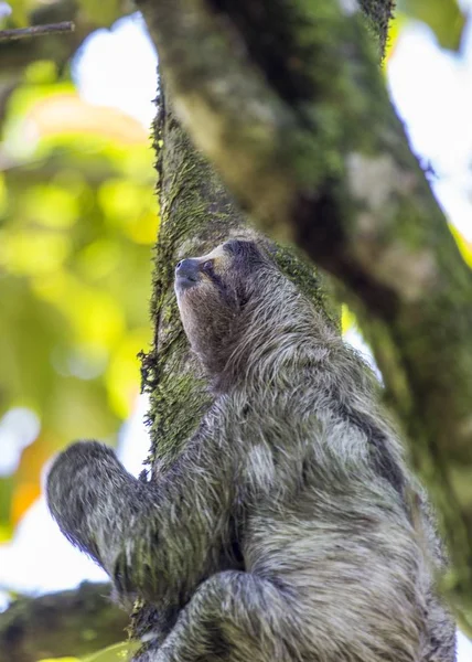 Brown Throated Sloth Bradypus Variegatus Spotted Outdoors — Stock Photo, Image