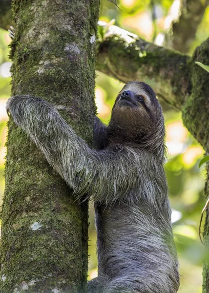 Foulque Gorge Brune Bradypus Variegatus Tachetée Extérieur — Photo