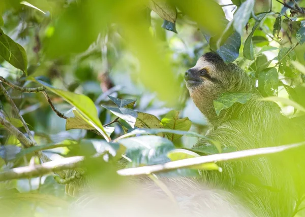 Красногорлый Ленивец Bradypus Variegatus Замечен Открытом Воздухе — стоковое фото