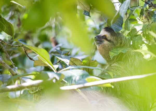 Brown Throated Luiaard Bradypus Variegatus Gespot Buiten — Stockfoto