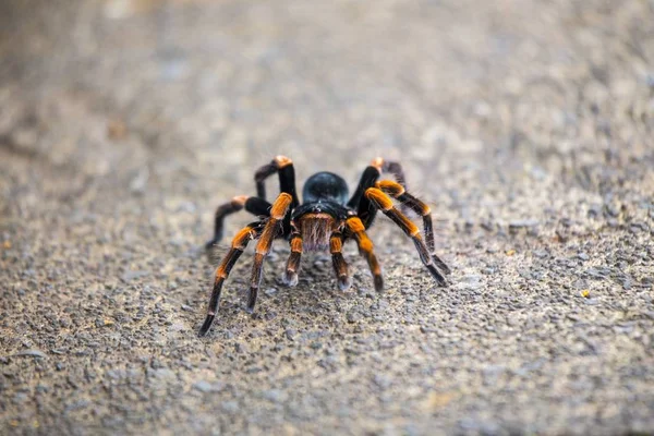 Orange Kolenový Tarantule Spatřeny Kostarika — Stock fotografie