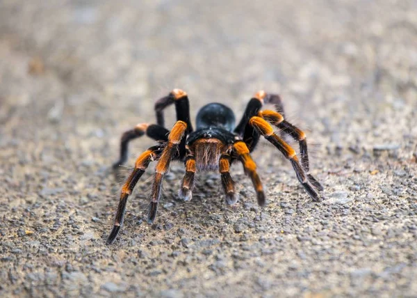 Tarantola Arancio Kneed Avvistata Costa Rica — Foto Stock