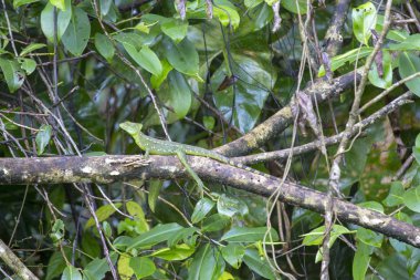 ortak basilisk (Basiliscus basiliscus) 