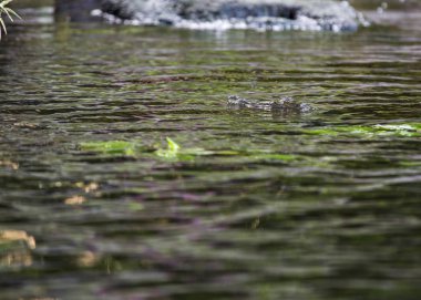 Timsah (alt familya Crocodylinae) 