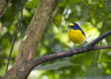 Euphonia (Euphonia imitans nokta tepeli)