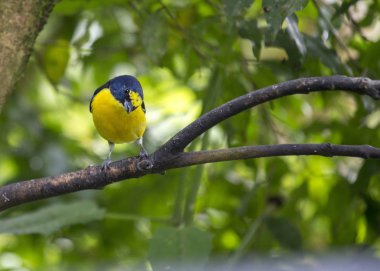 Euphonia (Euphonia imitans nokta tepeli)