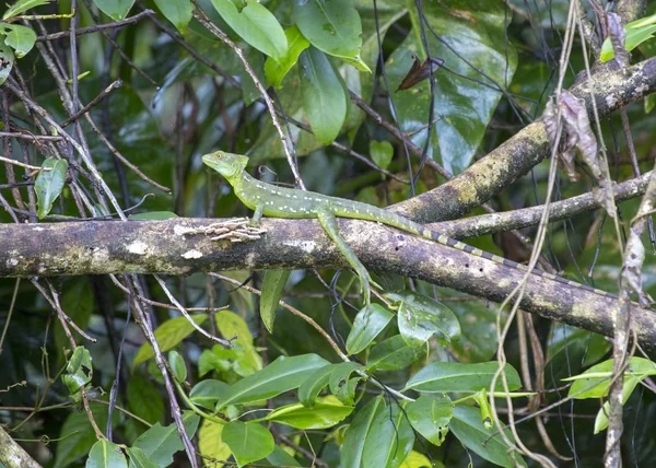 Common Basilisk (Basiliscus basiliscus) — Stock Photo, Image