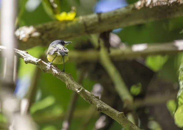 Gemeiner Tody-Fliegenfänger (todirostrum cinereum)) — Stockfoto