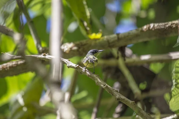 Frecuentes Tody-Flycatcher (Todirostrum cinereum ) — Foto de Stock