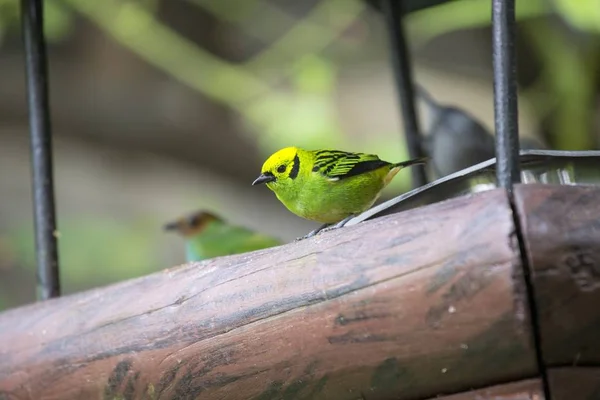 Tanager Esmeralda (Tangara florida ) — Fotografia de Stock