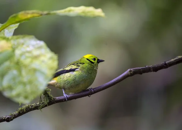 Emerald Tanager (Tangara florida) — Stock Photo, Image