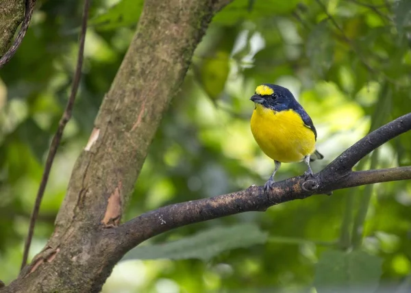 Эвфония с венцом (Euphonia imitans ) — стоковое фото