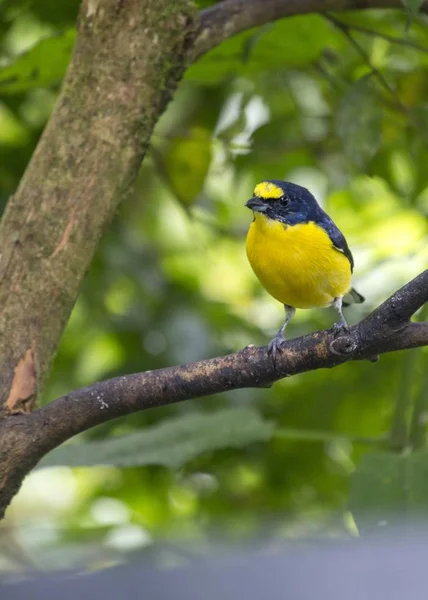 Eufonia coroada de manchas (Eufonia imitans ) — Fotografia de Stock