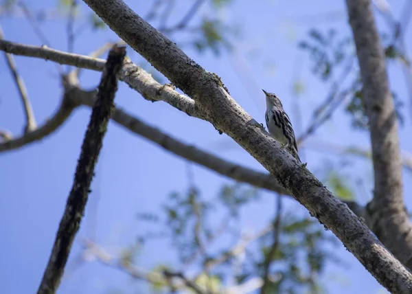 Zwart-wit Warbler (Mniotilta varia) — Stockfoto