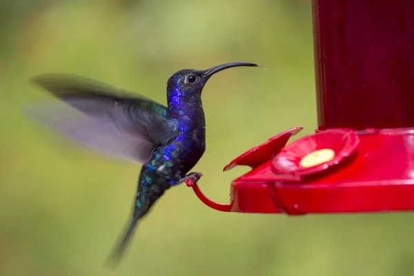 Фіалка sabrewing (campylopterus hemileucurus) — стокове фото