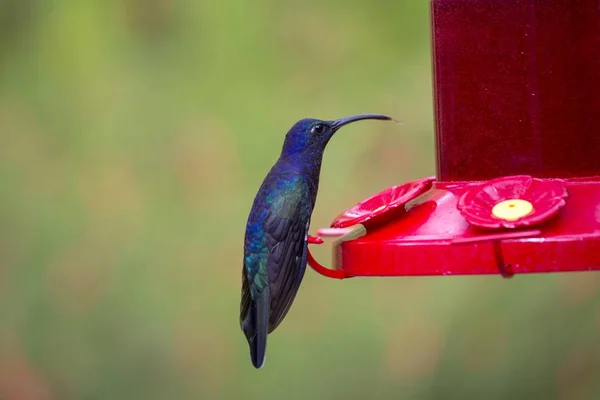 바이올렛 sabrewing (campylopterus hemileucurus) — 스톡 사진