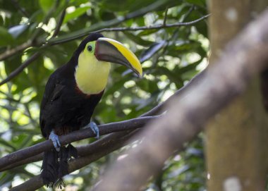 Kestane Mandibled Toucan (Ramphastos ambiguus swainsonii)