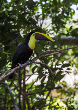 Kestane Mandibled Toucan (Ramphastos ambiguus swainsonii)