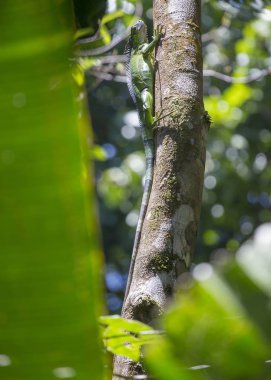Yeşil iguana (Iguana Iguana)