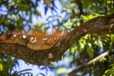 Yeşil iguana (Iguana Iguana)