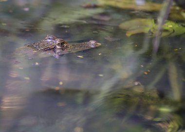 Gözlüklü caiman (Caiman crocodilus)
