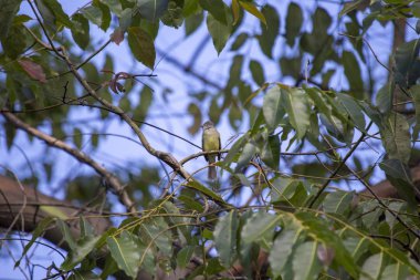 Sarı göbekli elaenia (elaenia flavogaster) 