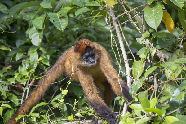 Midden-Amerikaanse eekhoorn aap (Saimiri oerstedii) — Stockfoto