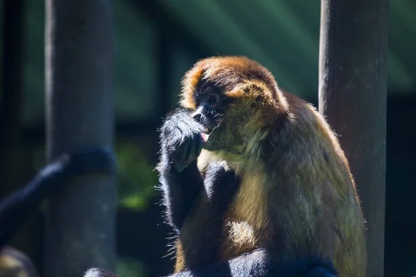 Central American squirrel monkey (Saimiri oerstedii) — Stock Photo, Image