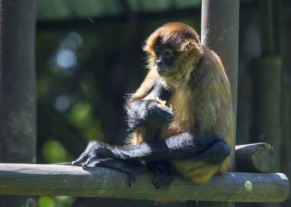 Midden-Amerikaanse eekhoorn aap (Saimiri oerstedii) — Stockfoto