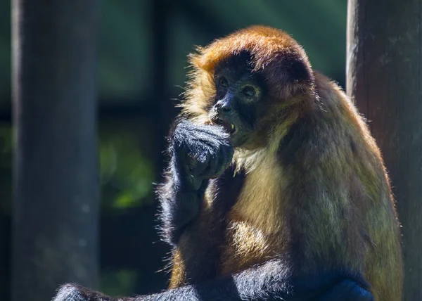 Central American squirrel monkey (Saimiri oerstedii) — Stock Photo, Image