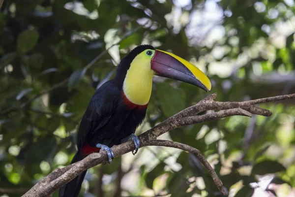 Тукан с каштанами (Ramphastos ambiguus swainsonii ) — стоковое фото