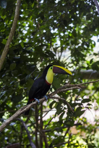 Chestnut-Mandibled Toucan (Ramphastos ambiguus swainsonii) — Stock Photo, Image