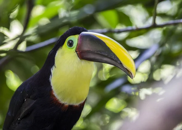 Kasztan-Mandibled Toucan (ambiguus Ramphastos swainsonii) — Zdjęcie stockowe