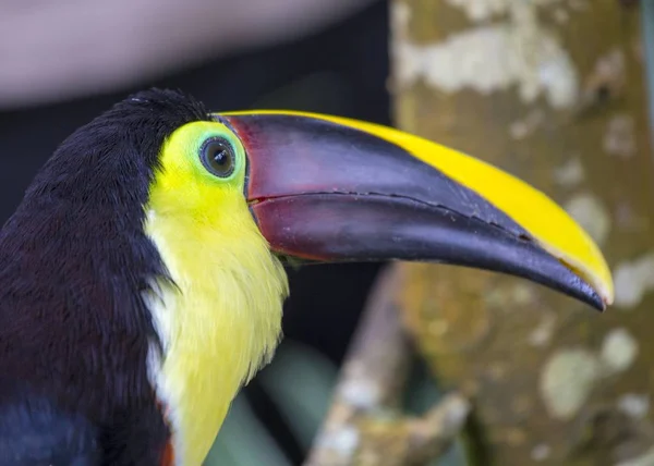 Chestnut-Mandibled Toucan (Ramphastos ambiguus swainsonii) — Stock Photo, Image