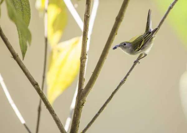 Varíola-de-faces-castanhas (Setophaga pensylvanica ) — Fotografia de Stock