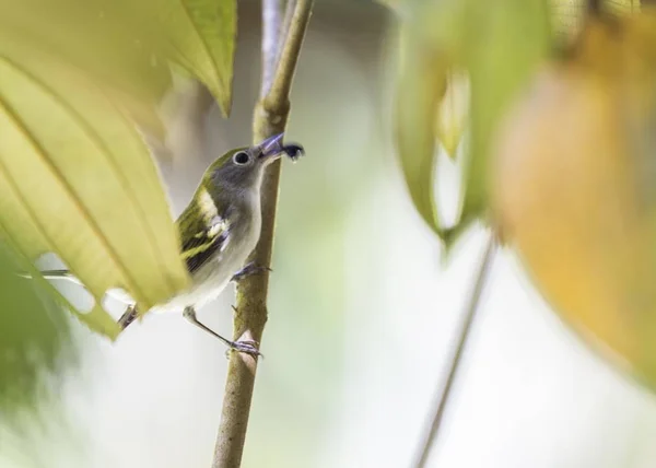 切斯特努特波伯勒 (Setophaga pensylvanica)) — 图库照片