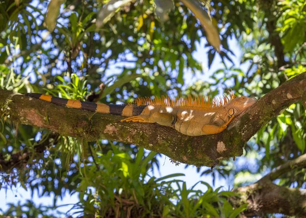 Iguana verde (Iguana iguana ) — Foto Stock