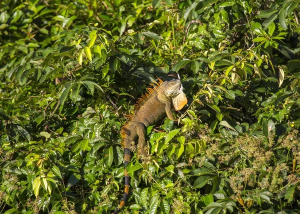 Green Iguana (Iguana iguana) — Stock Photo, Image