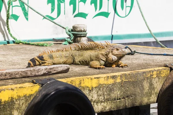 Iguana verde (Iguana iguana) ) — Fotografia de Stock