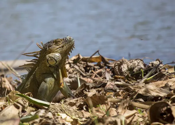 Green Iguana (Iguana iguana) — Stock Photo, Image