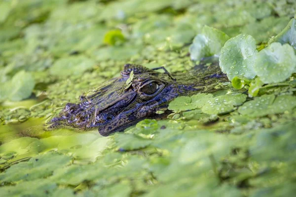 안경 카이만 (카이만 crocodilus) — 스톡 사진