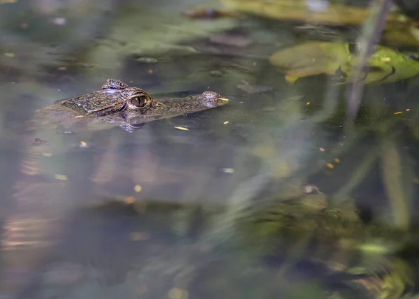 眼镜凯门鳄 (凯门 crocodilus) — 图库照片