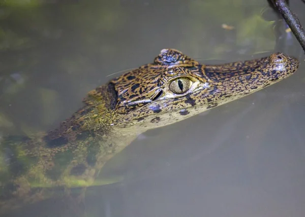 Pápaszemes Kajmán (Kajmán-crocodilus) — Stock Fotó