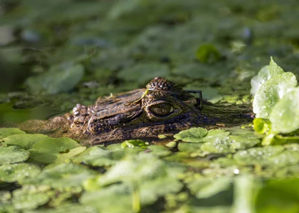 Pápaszemes Kajmán (Kajmán-crocodilus) — Stock Fotó