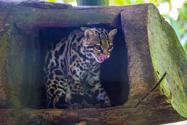 Tree Ocelot (Leopardus wiedii) — Stock Photo, Image