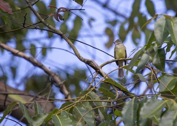 Elaenia de barriga amarela (Elaenia flavogaster ) — Fotografia de Stock