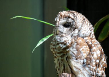 Parmaklıklı Baykuş (Strix varia), Kuzey Amerika ormanlarında sessizce tüneyerek, sık ormanlık alanda yankılanır..