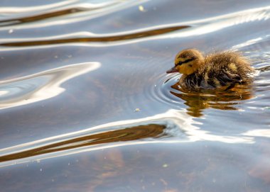 Yavru Mallard Ördeği (Anas platyrhynchos) Kuzey Amerika göletlerinin sularını keşfeder..