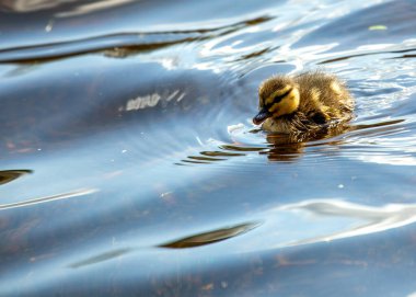 Yavru Mallard Ördeği (Anas platyrhynchos) Kuzey Amerika göletlerinin sularını keşfeder..